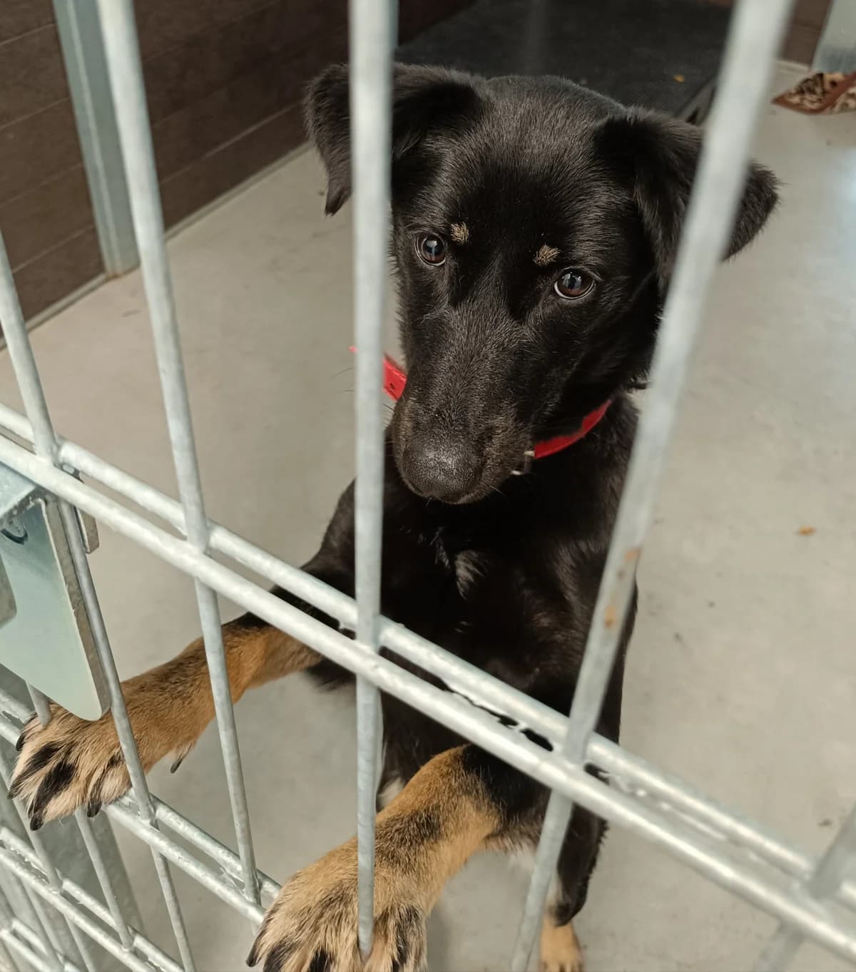 PATI, Mixed Breed for adoption at Schronisko dla Zwierząt w Gnieźnie, Gniezno