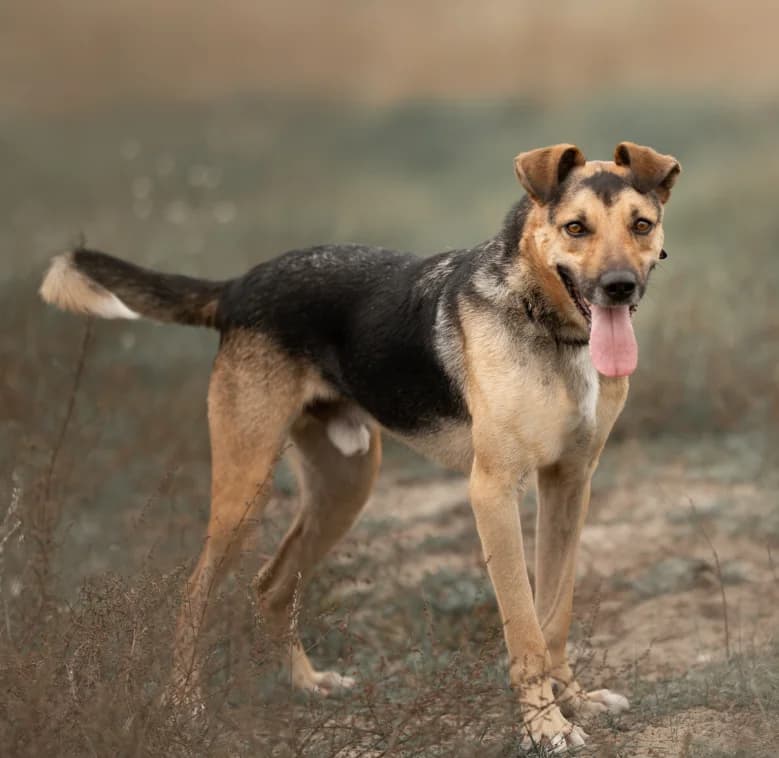 AMPER, male 6yo Mixed Breed for adoption at Schronisko Azyl Gorzów, Gorzów Wielkopolski