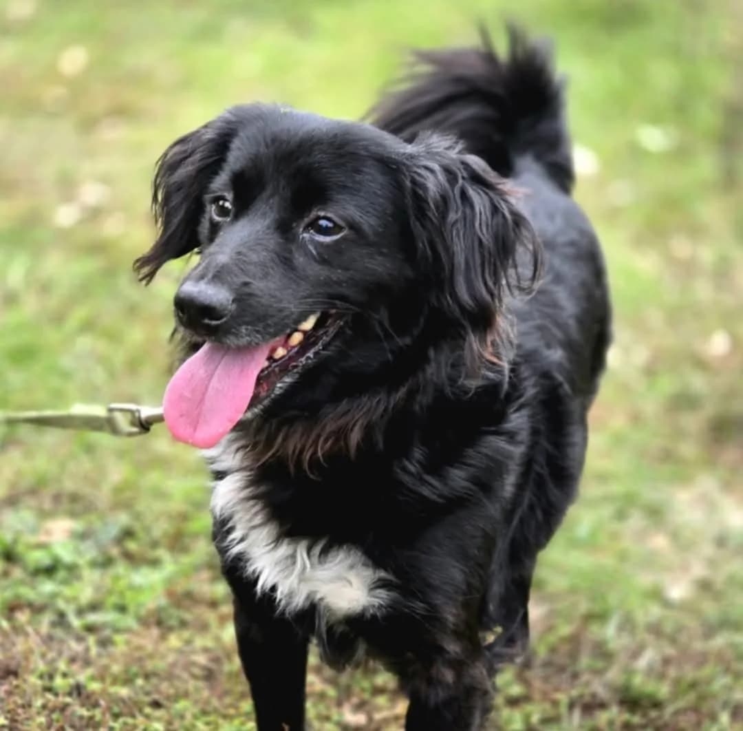 JUNI, male 7yo Mixed Breed for adoption at Schronisko Azyl Gorzów, Gorzów Wielkopolski