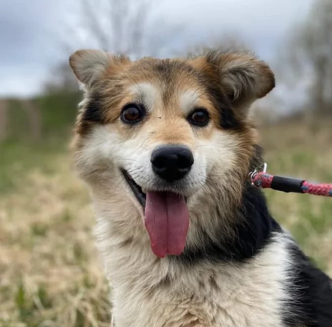 KAMIŚ, male senior Mixed Breed for adoption at Schronisko Azyl Gorzów, Gorzów Wielkopolski