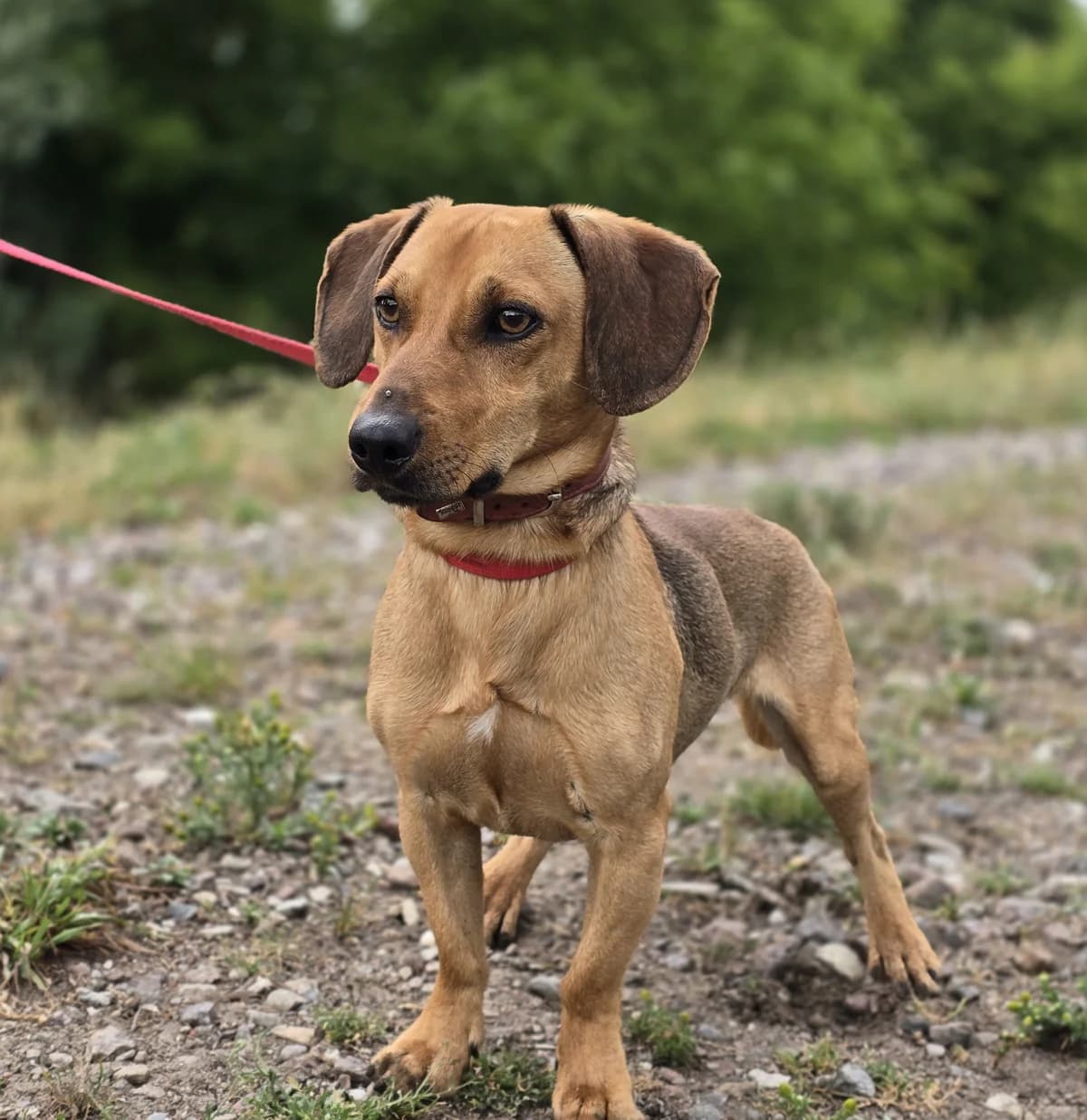 LUKA, male 3yo mixed breed for adoption at Schronisko Azyl Gorzów, Gorzów Wielkopolski