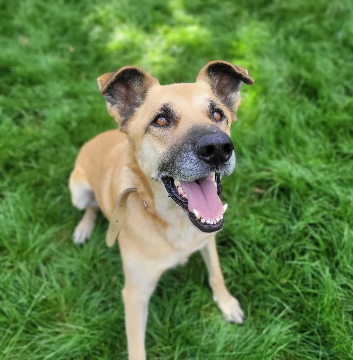 ROKI, male 6yo Mixed Breed for adoption at Schronisko Azyl Gorzów, Gorzów Wielkopolski