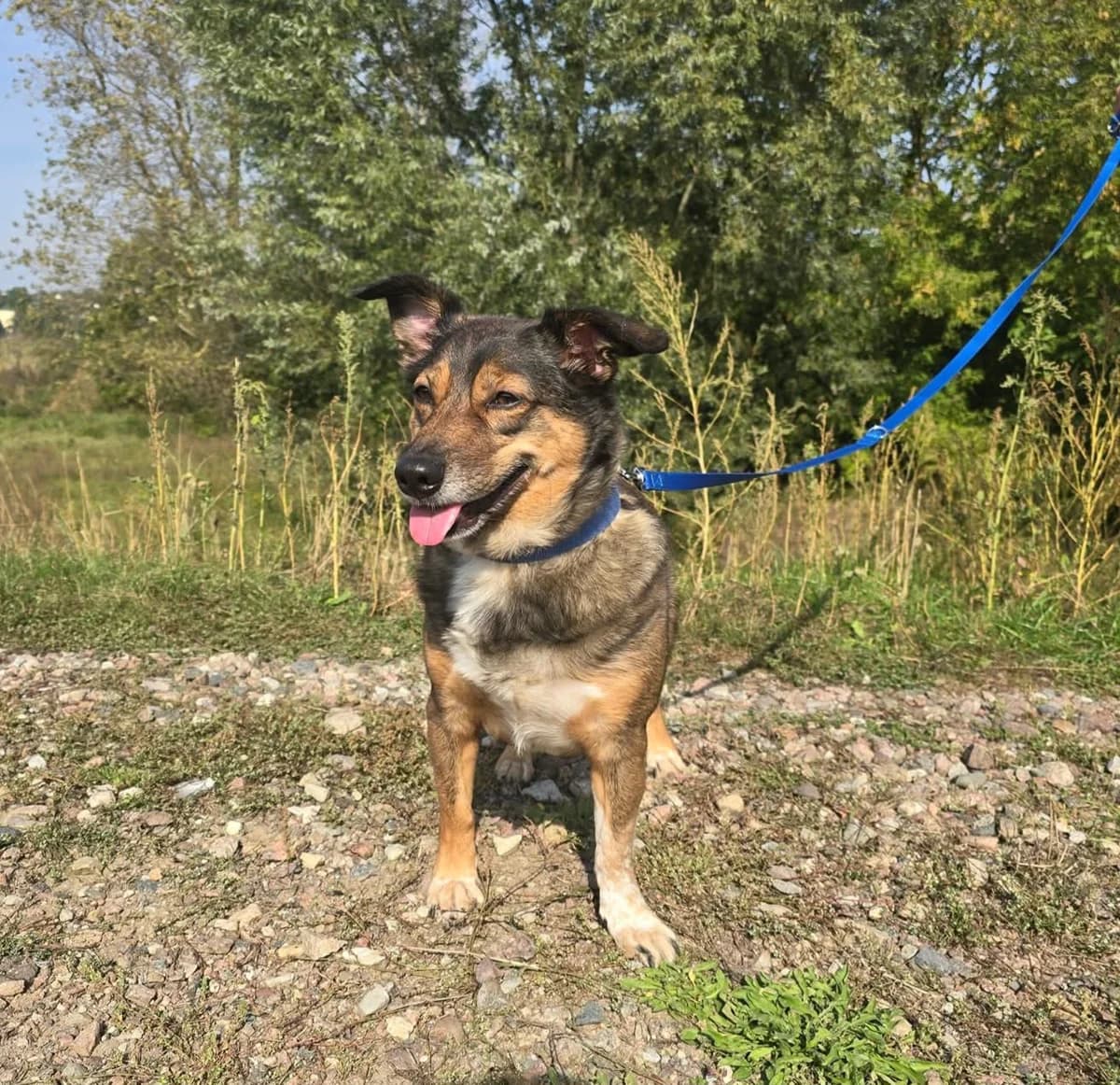 MIKUŚ, male 6yo Mixed Breed for adoption at Schronisko Azyl Gorzów, Gorzów Wielkopolski