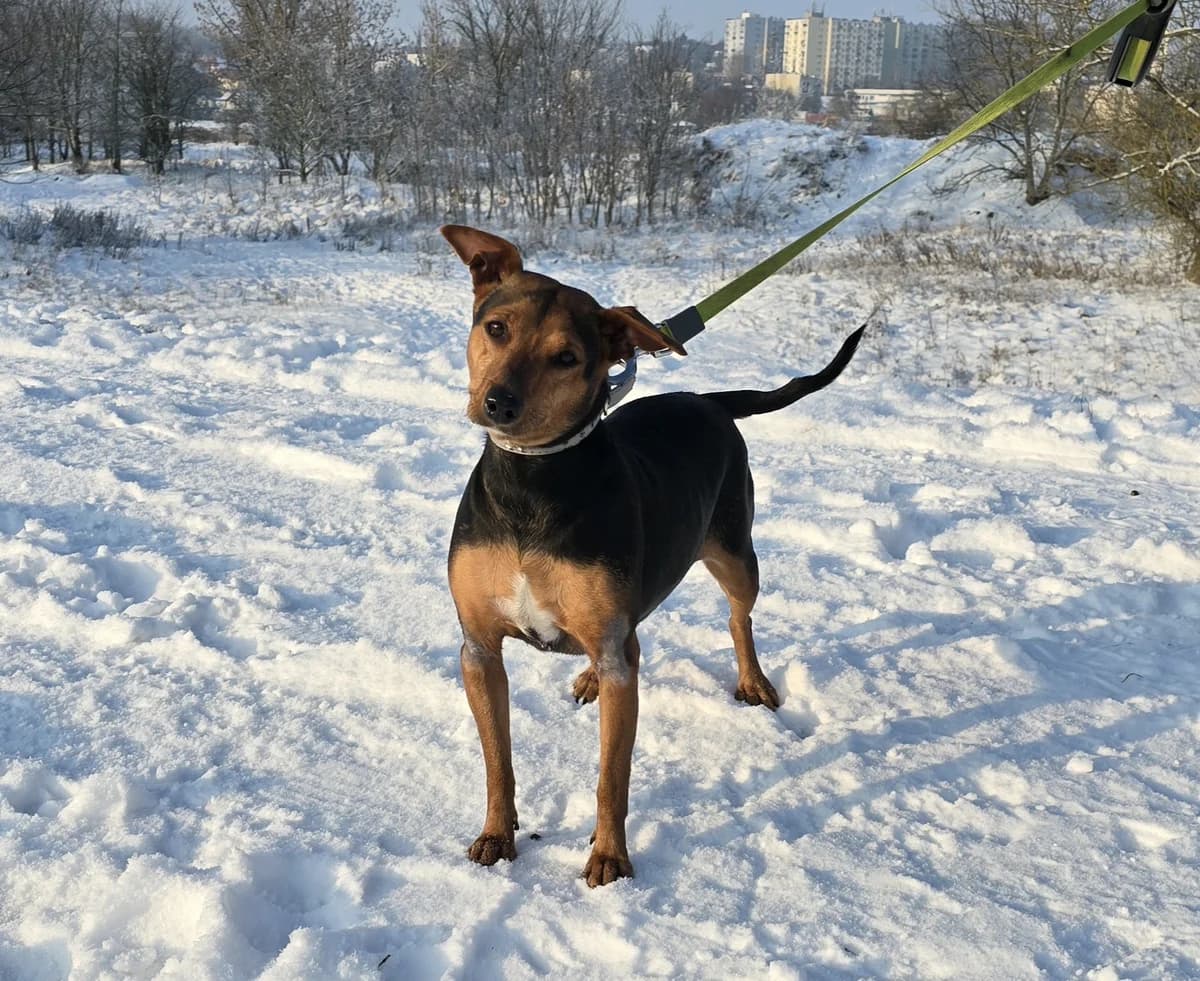 ROXY, female young Mixed Breed for adoption at Schronisko Azyl Gorzów, Gorzów Wielkopolski
