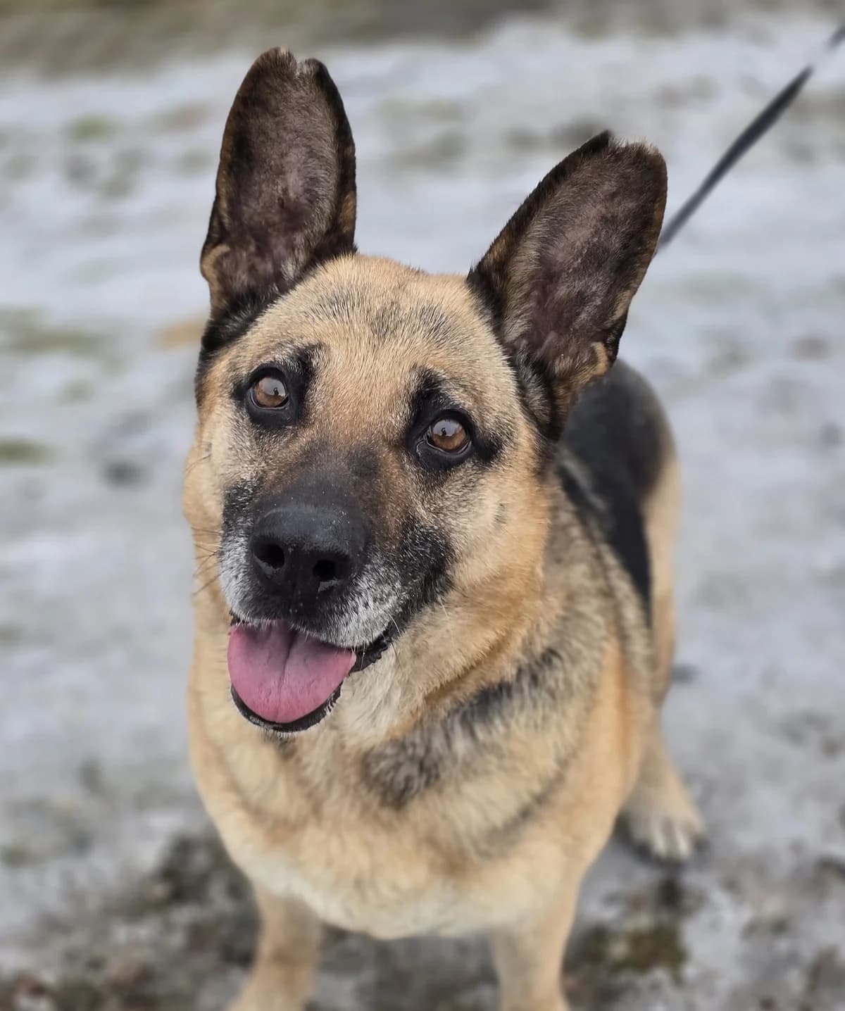 LANA, female senior mixed breed for adoption at Schronisko Azyl Gorzów, Gorzów Wielkopolski