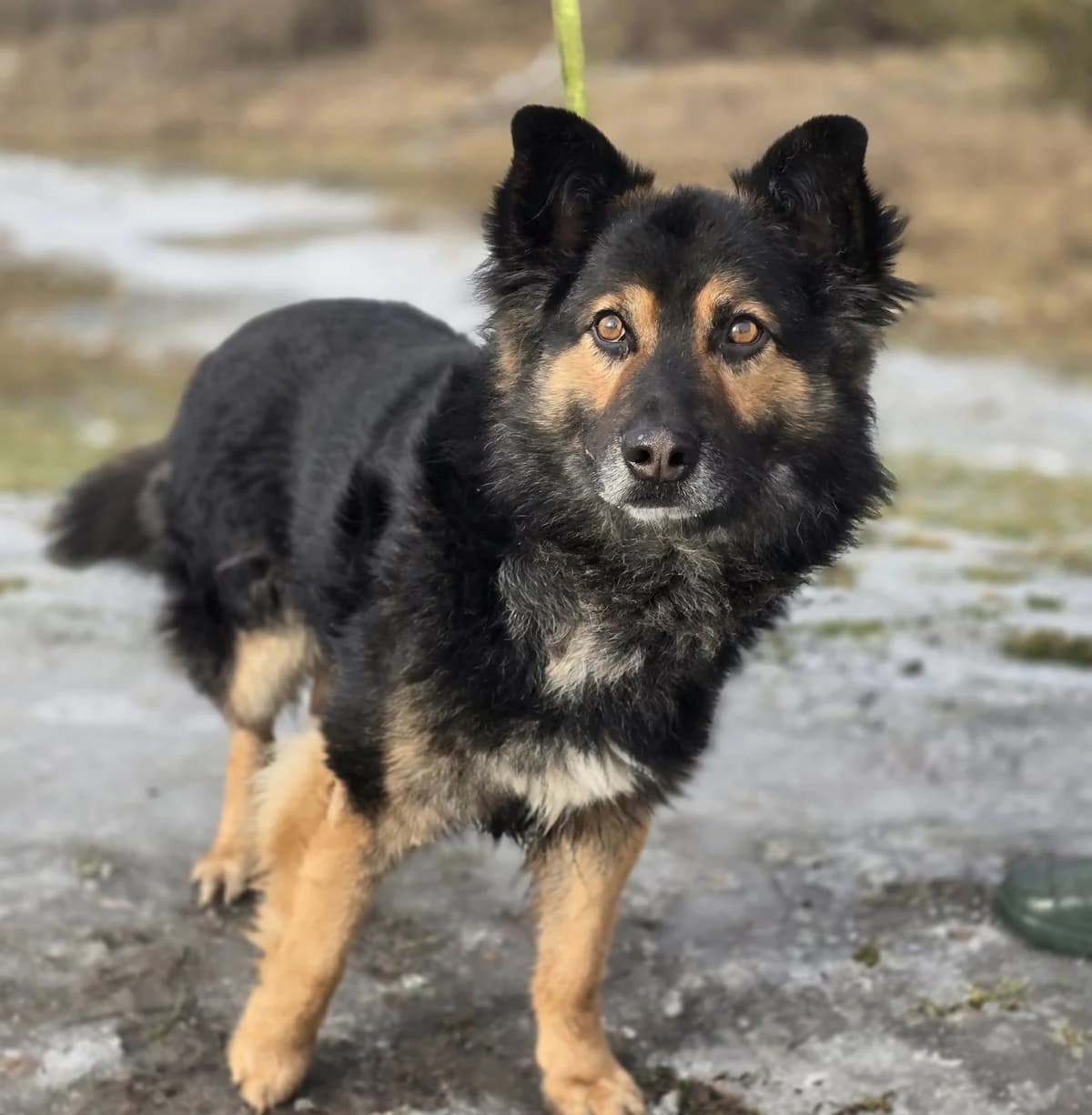 BOBBY, male 5yo mixed breed for adoption at Schronisko Azyl Gorzów, Gorzów Wielkopolski
