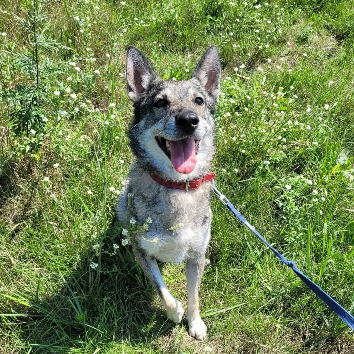 DEMIŚ, male senior Mixed Breed for adoption at Schronisko Azyl Gorzów, Gorzów Wielkopolski