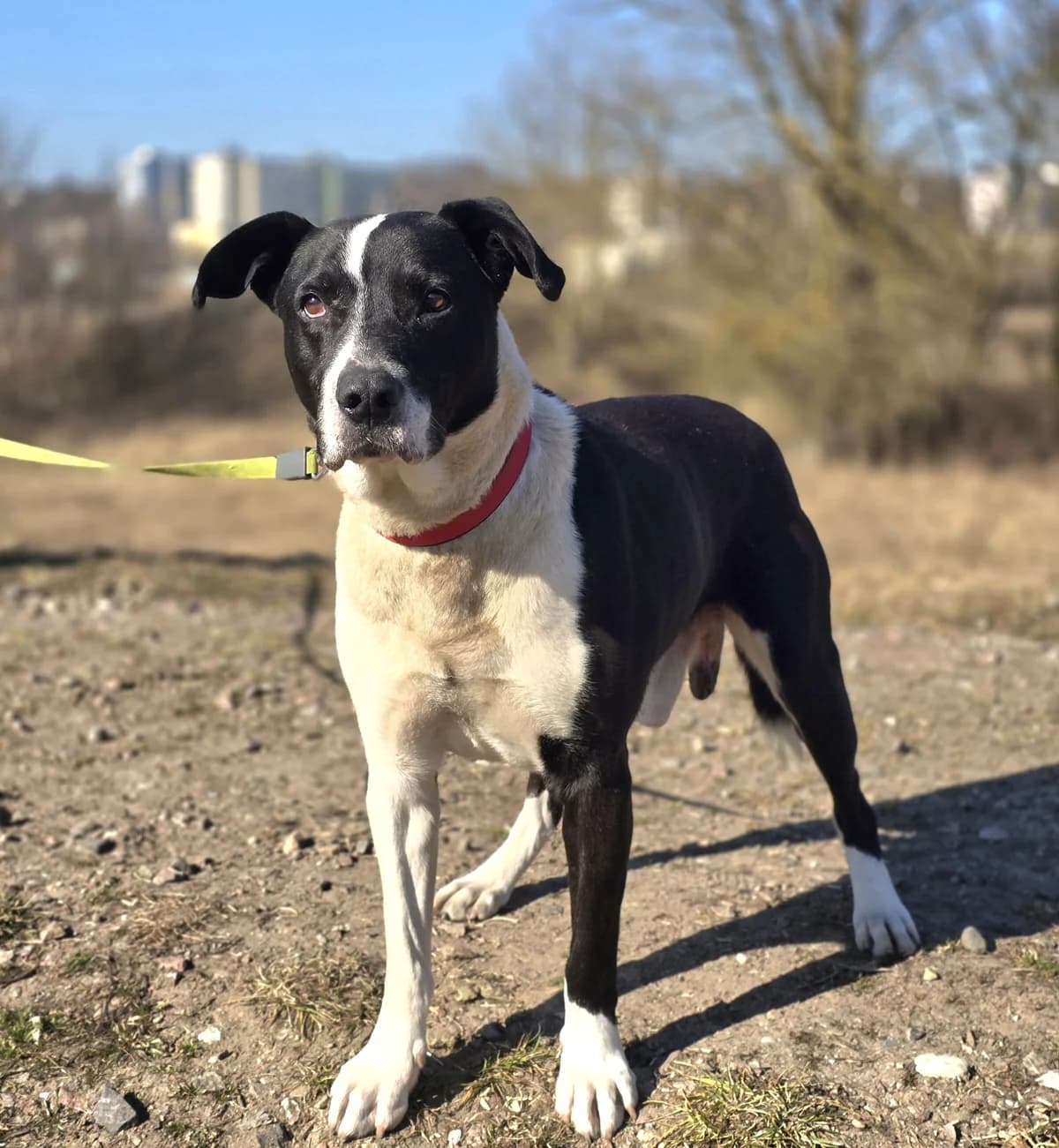 NERO, male 6yo Mixed Breed for adoption at Schronisko Azyl Gorzów, Gorzów Wielkopolski