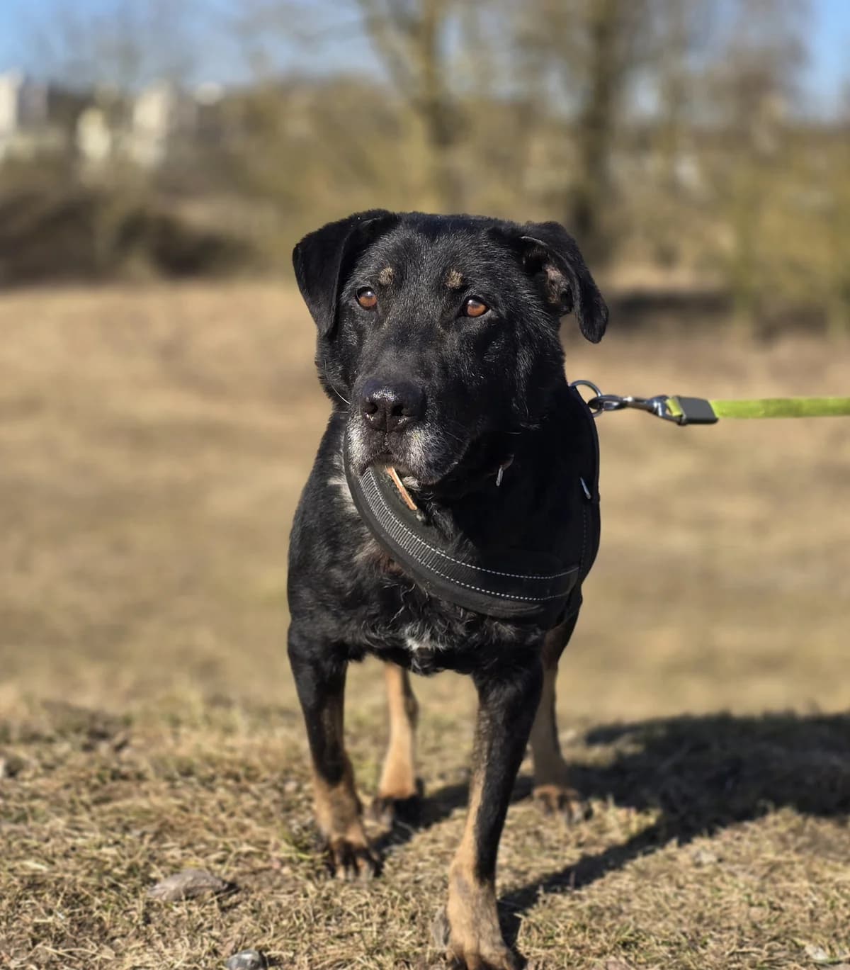 BECKY, male senior Mixed Breed for adoption at Schronisko Azyl Gorzów, Gorzów Wielkopolski