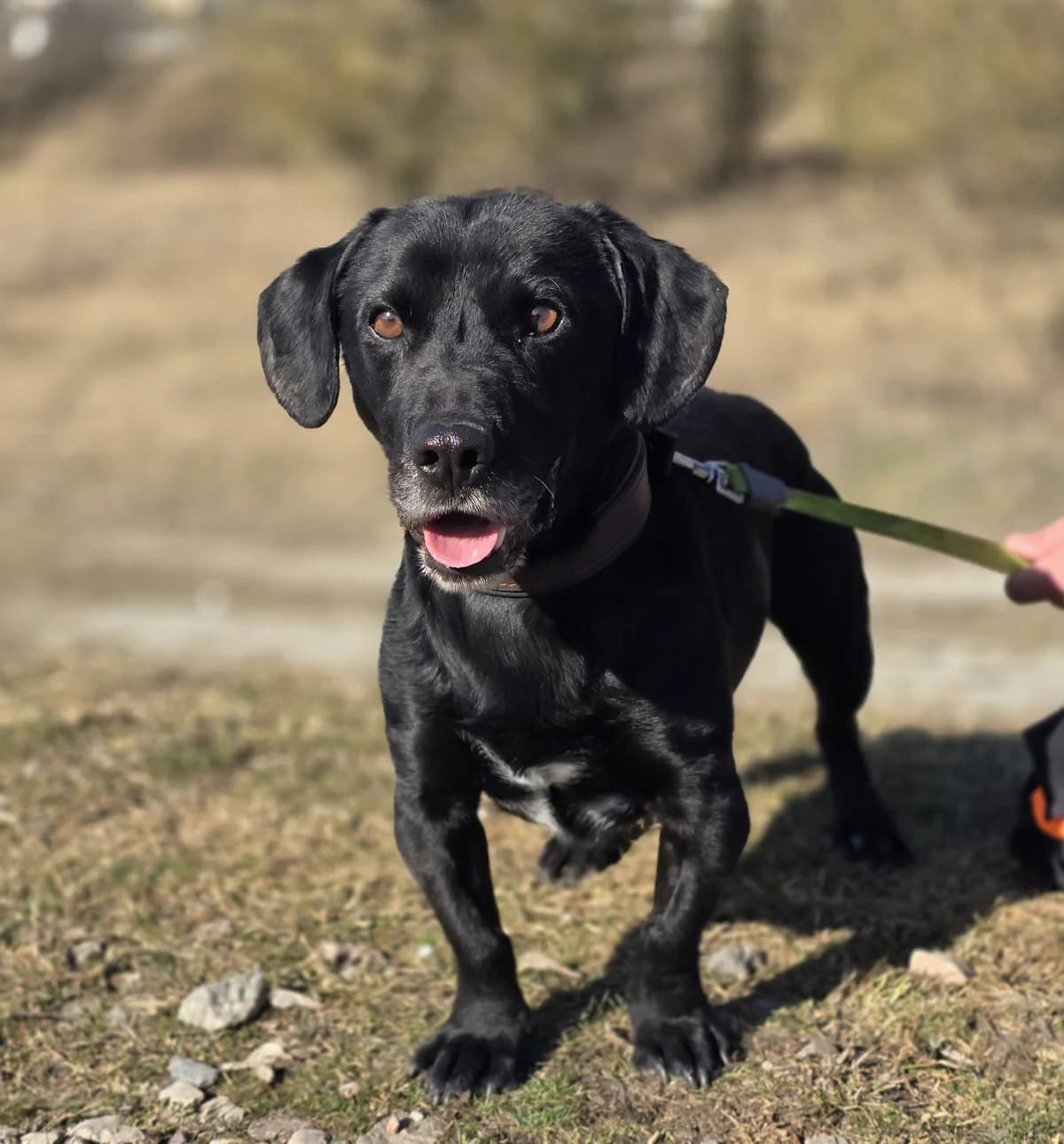 LAKI, male 4yo Mixed Breed for adoption at Schronisko Azyl Gorzów, Gorzów Wielkopolski