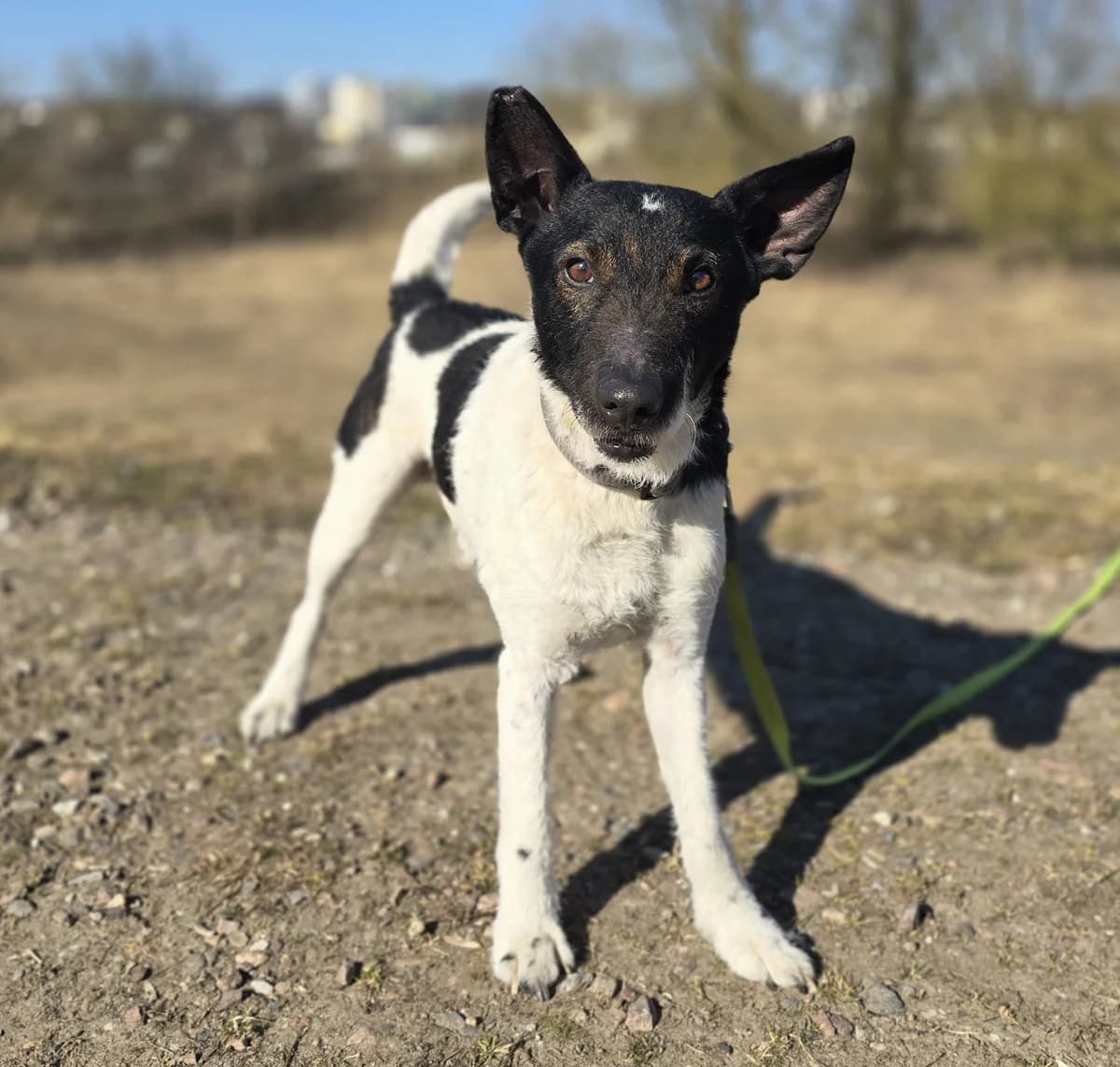 MAILO, male 5yo Mixed Breed for adoption at Schronisko Azyl Gorzów, Gorzów Wielkopolski