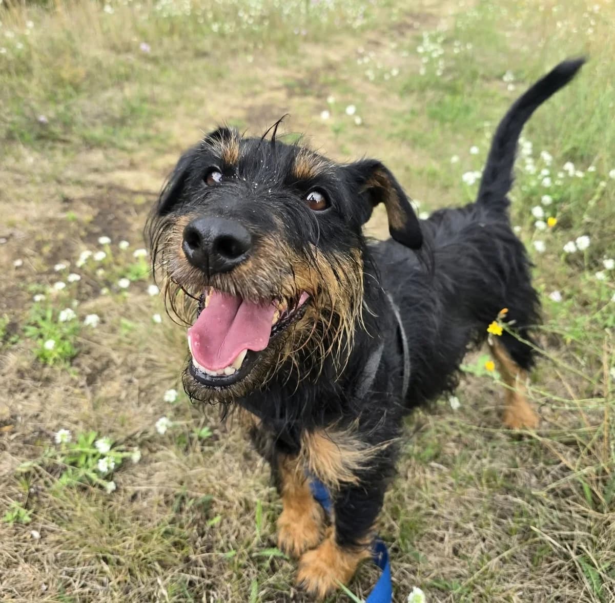 FOKS, male 6yo mixed breed for adoption at Schronisko Azyl Gorzów, Gorzów Wielkopolski