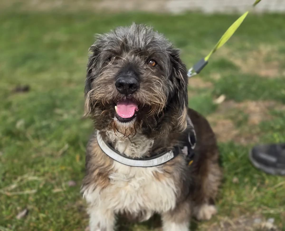 PUSZEK, male 6yo Mixed Breed for adoption at Schronisko Azyl Gorzów, Gorzów Wielkopolski