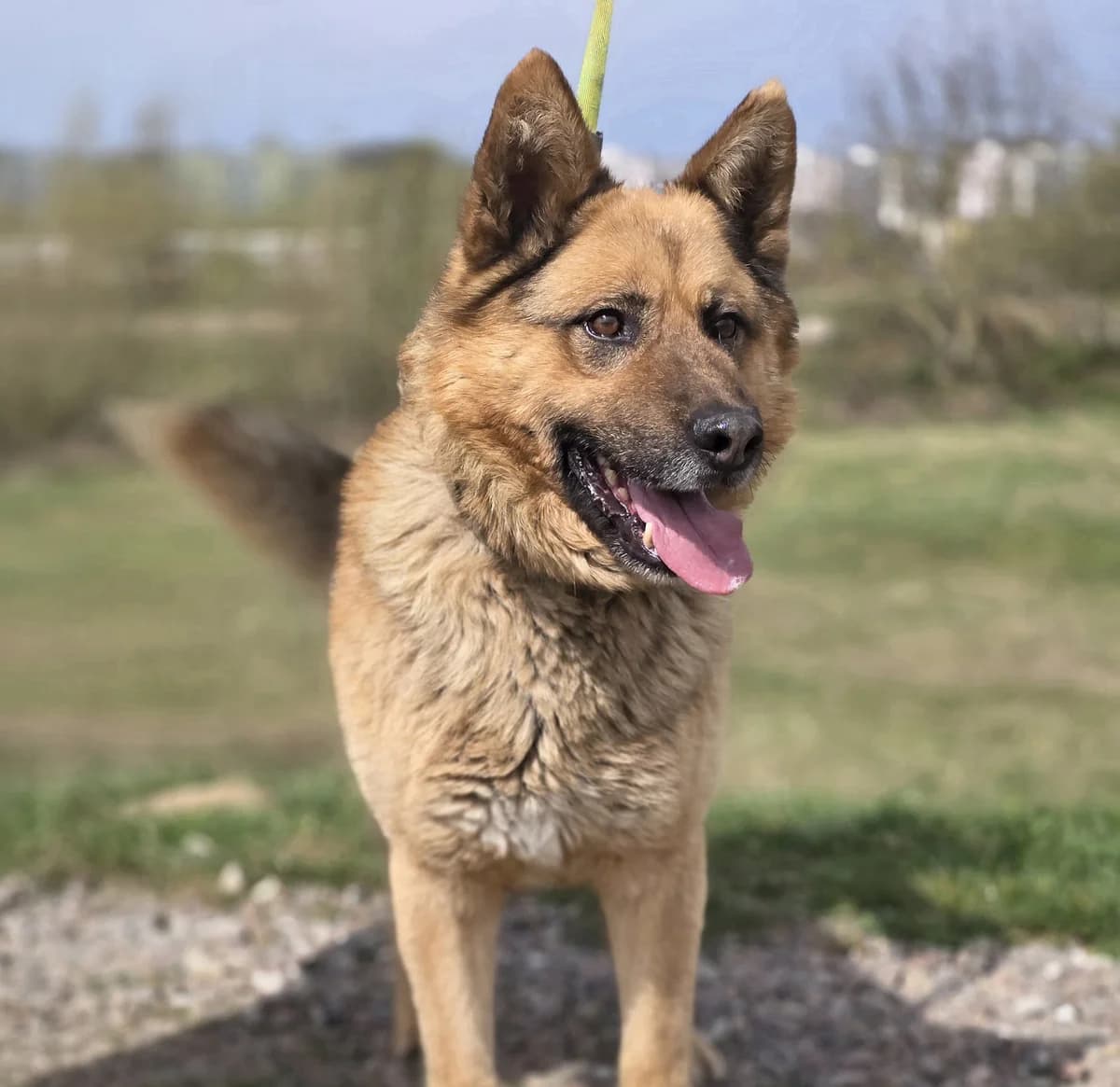 LEON, male 7yo Mixed Breed for adoption at Schronisko Azyl Gorzów, Gorzów Wielkopolski