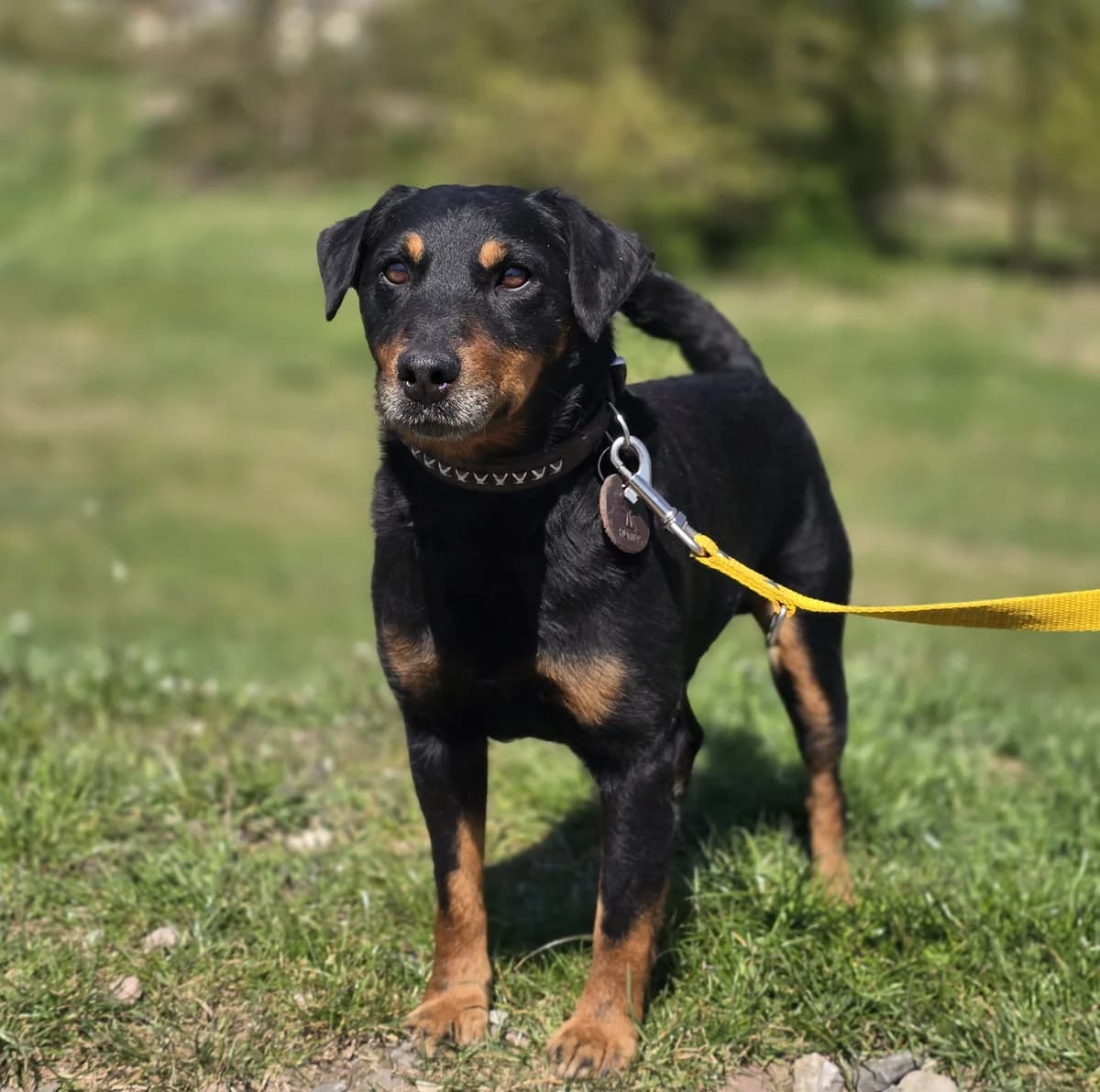 ROBI, male 3yo mixed breed for adoption at Schronisko Azyl Gorzów, Gorzów Wielkopolski