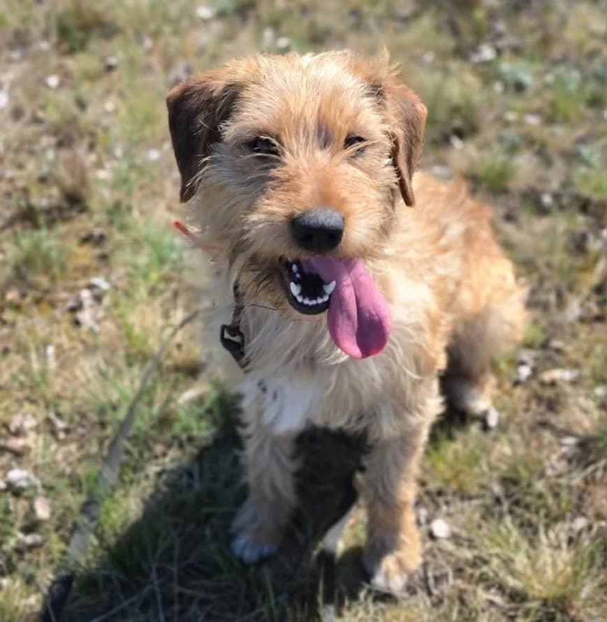 BENJI, male young Mixed Breed for adoption at Schronisko Azyl Gorzów, Gorzów Wielkopolski