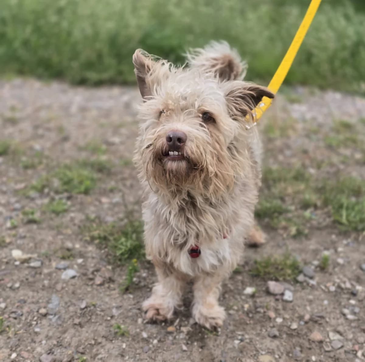 FELEK, male 5yo Mixed Breed for adoption at Schronisko Azyl Gorzów, Gorzów Wielkopolski