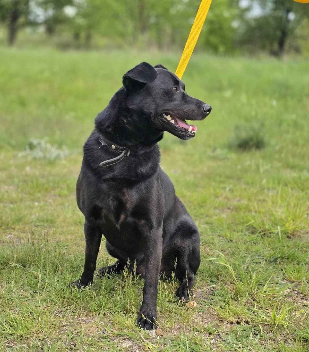 EDEK, male 5yo Mixed Breed for adoption at Schronisko Azyl Gorzów, Gorzów Wielkopolski