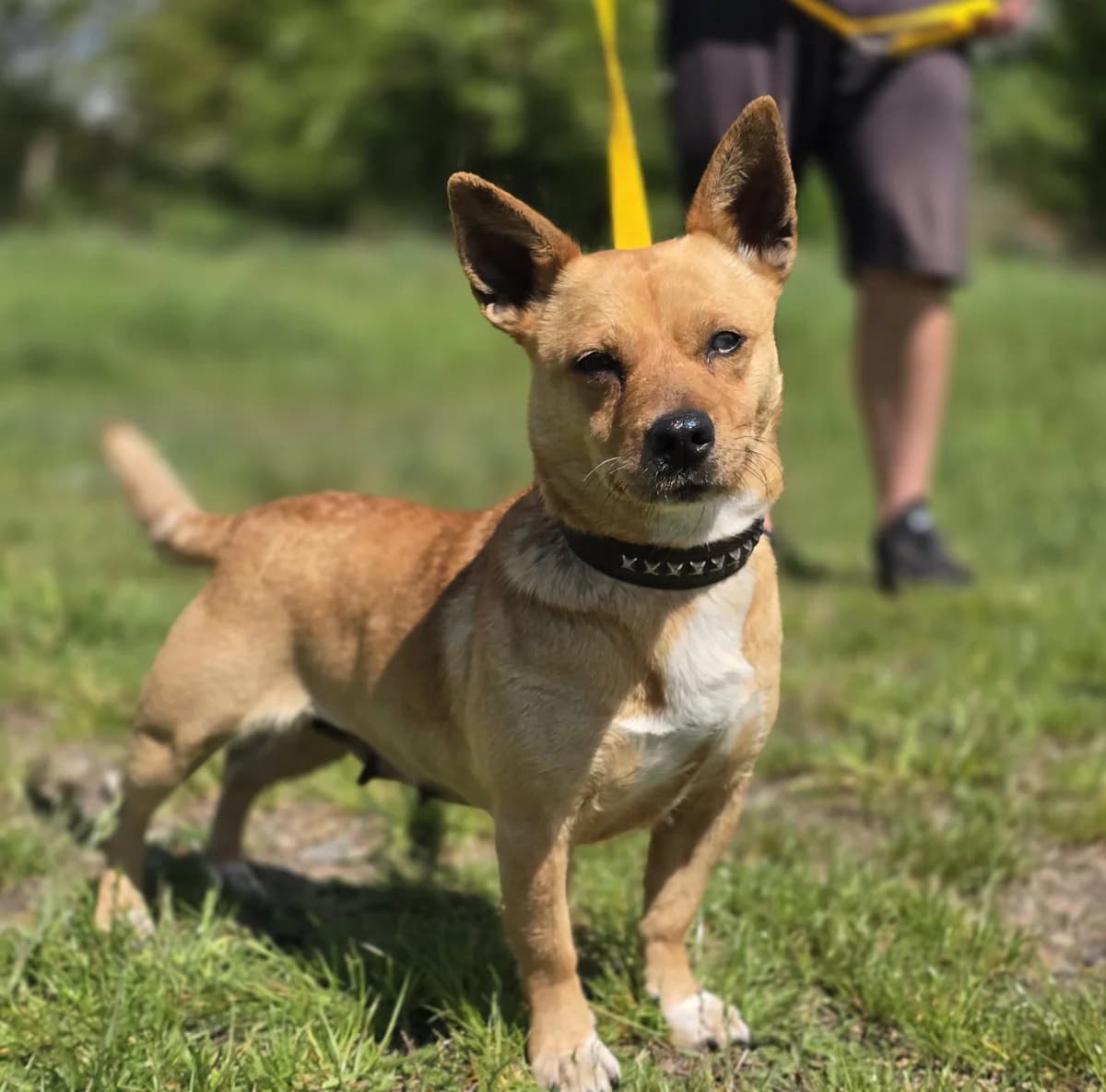 LORI, female 3yo Mixed Breed for adoption at Schronisko Azyl Gorzów, Gorzów Wielkopolski