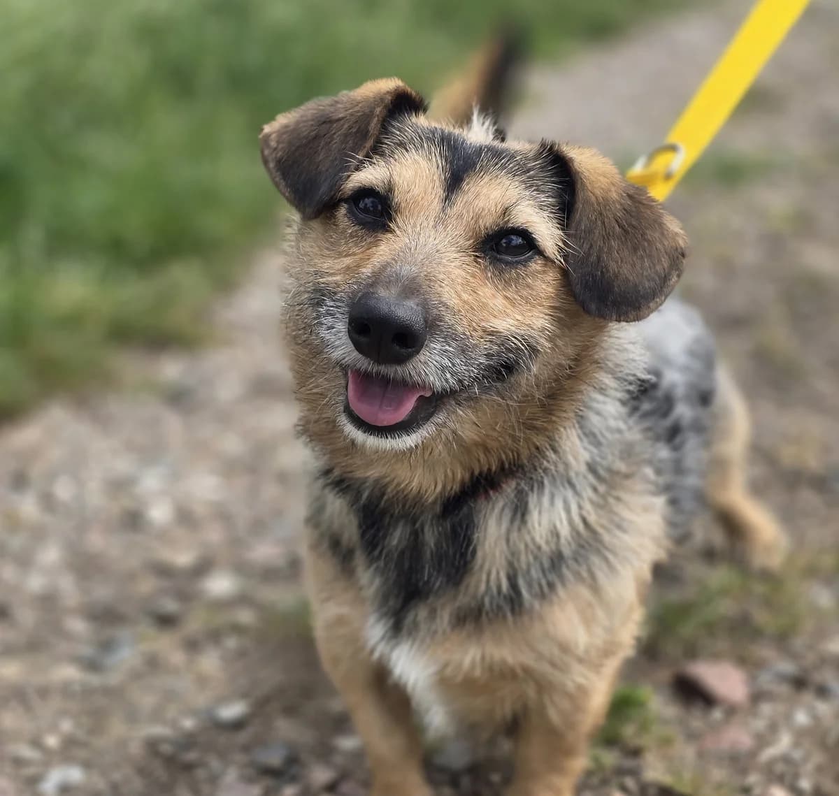 SEZAM, male 5yo Mixed Breed for adoption at Schronisko Azyl Gorzów, Gorzów Wielkopolski