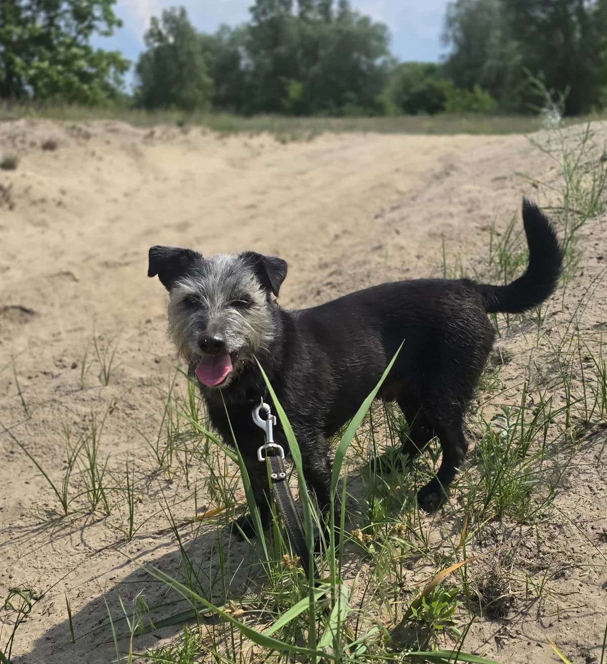 DUSZEK, male 5yo Mixed Breed for adoption at Schronisko Azyl Gorzów, Gorzów Wielkopolski