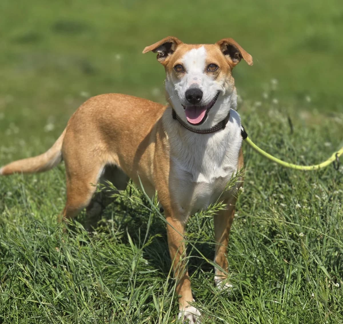 MEGI, female young Mixed Breed for adoption at Schronisko Azyl Gorzów, Gorzów Wielkopolski