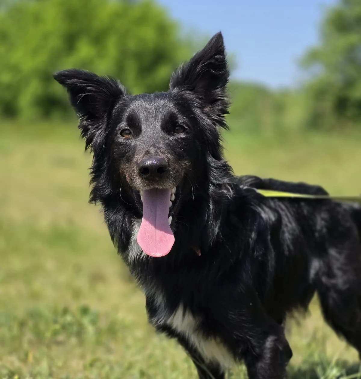 KENDI, male young Mixed Breed for adoption at Schronisko Azyl Gorzów, Gorzów Wielkopolski