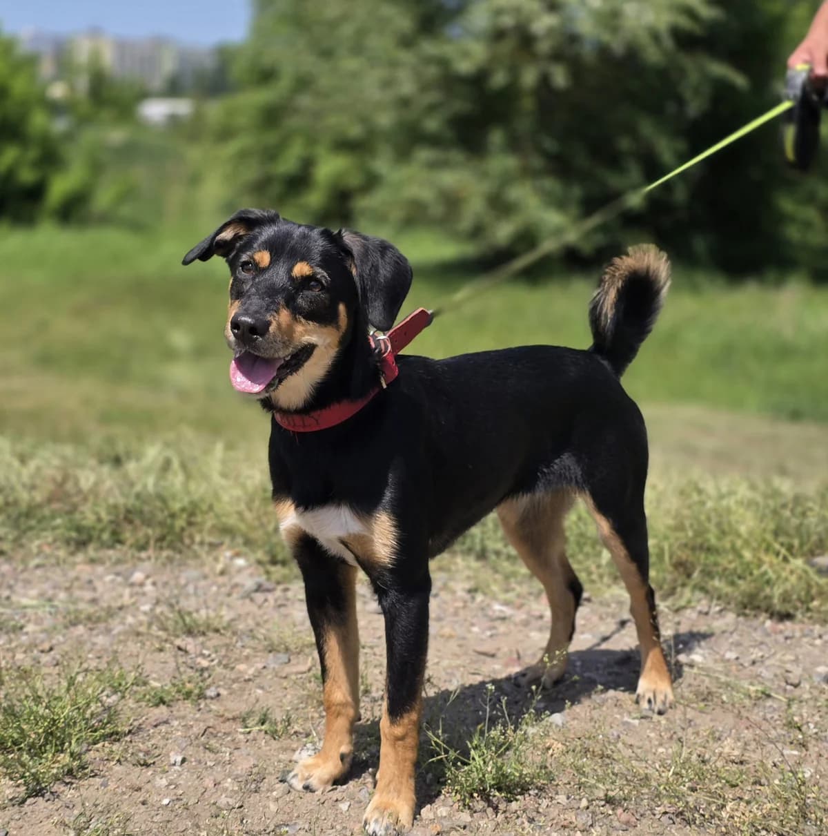 LEOŚ, male young Mixed Breed for adoption at Schronisko Azyl Gorzów, Gorzów Wielkopolski