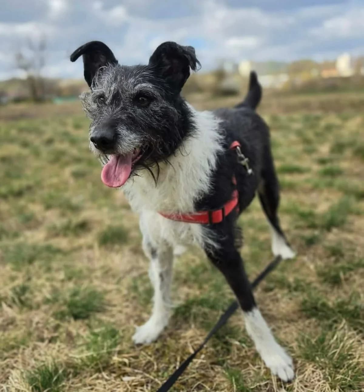 JOKO, female senior Mixed Breed for adoption at Schronisko Azyl Gorzów, Gorzów Wielkopolski