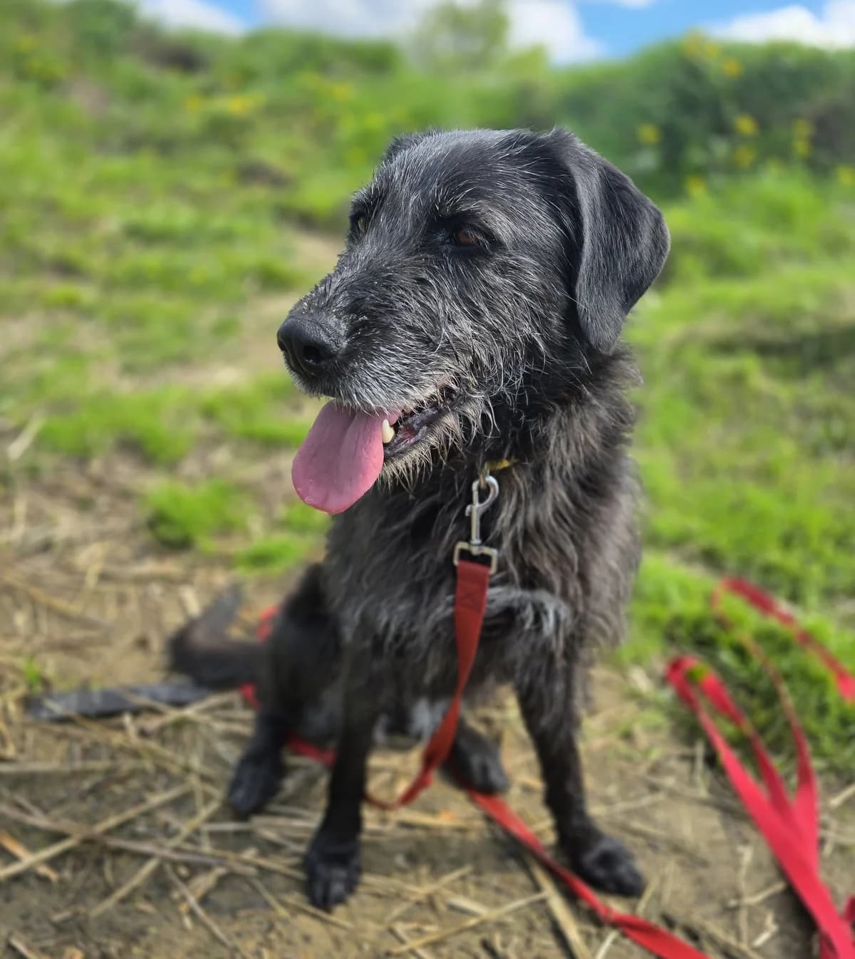 BONI, female 5yo Mixed Breed for adoption at Schronisko Azyl Gorzów, Gorzów Wielkopolski