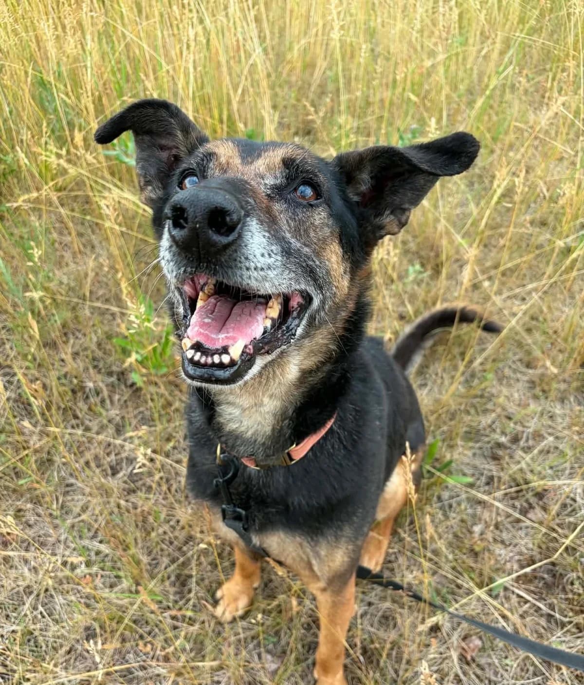 SOLO, male senior Mixed Breed for adoption at Schronisko Azyl Gorzów, Gorzów Wielkopolski