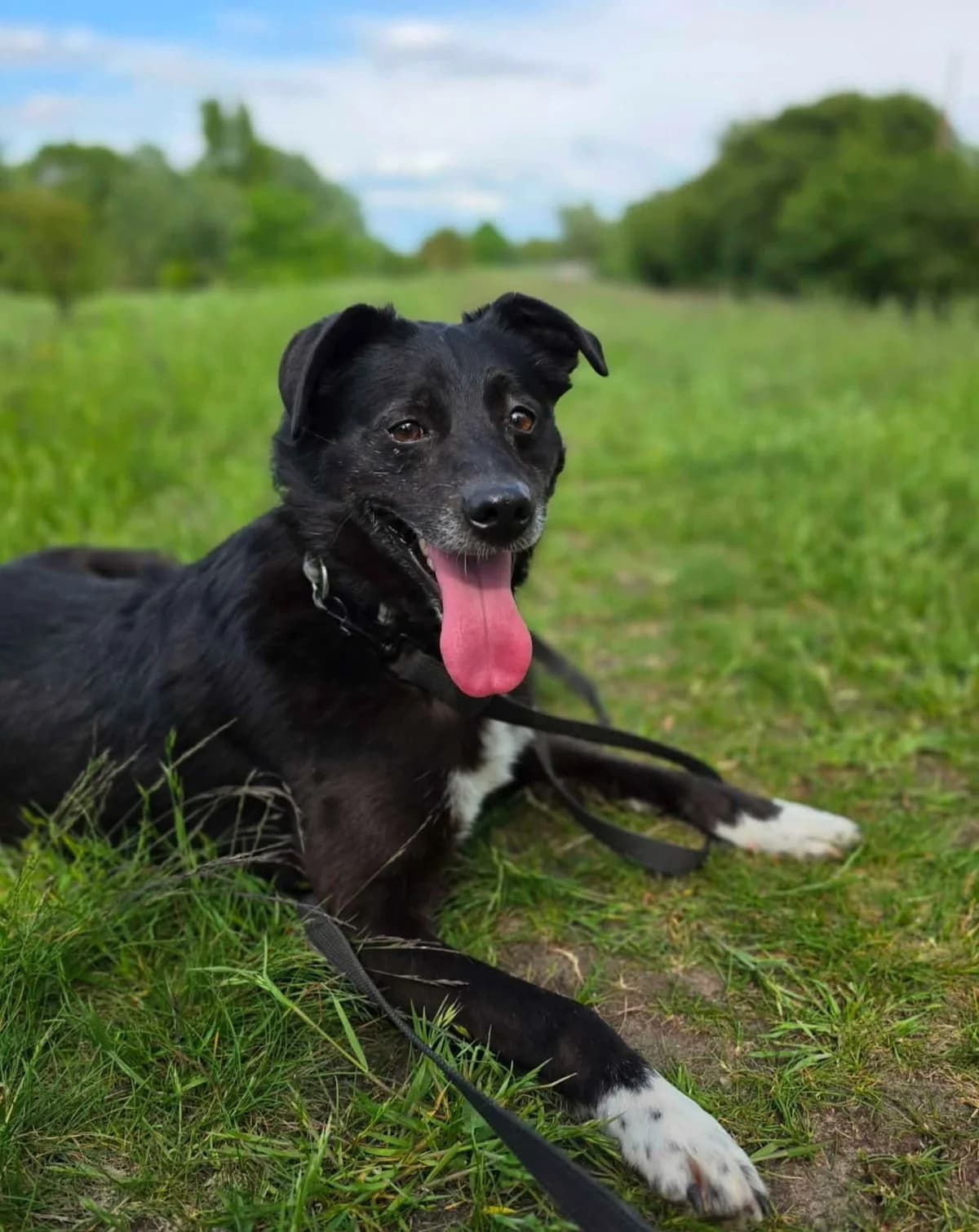 DROPS, male 4yo Mixed Breed for adoption at Schronisko Azyl Gorzów, Gorzów Wielkopolski