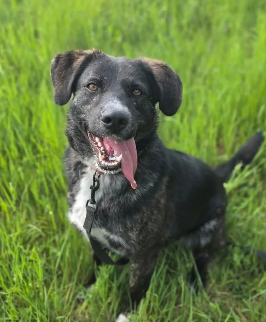 EMI, female young Mixed Breed for adoption at Schronisko Azyl Gorzów, Gorzów Wielkopolski