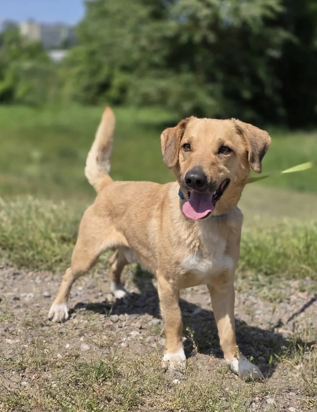 JAWOR, male 3yo Mixed Breed for adoption at Schronisko Azyl Gorzów, Gorzów Wielkopolski