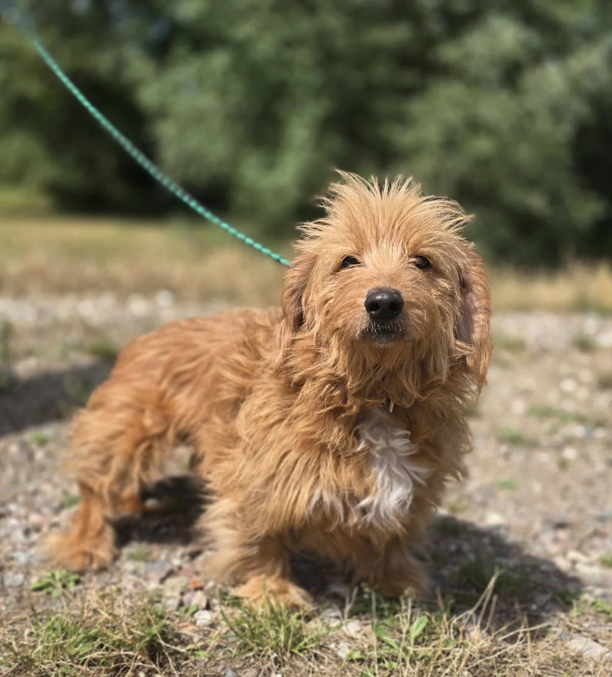 ARIA, female 5yo Mixed Breed for adoption at Schronisko Azyl Gorzów, Gorzów Wielkopolski