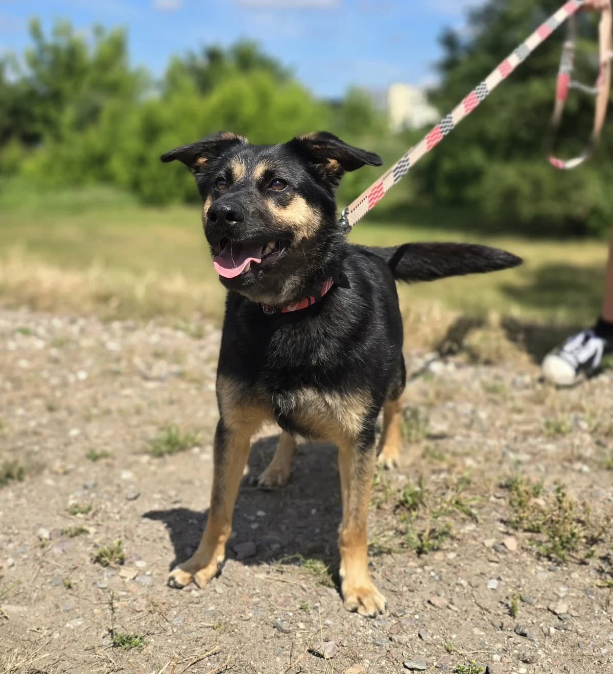 HOPS, male young Mixed Breed for adoption at Schronisko Azyl Gorzów, Gorzów Wielkopolski