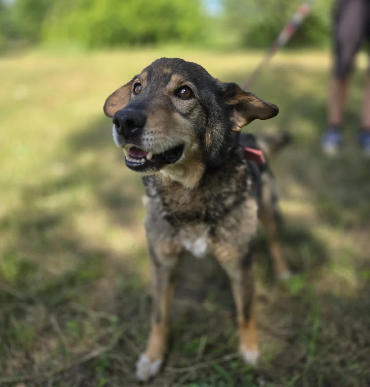 ASTER, male senior Mixed Breed for adoption at Schronisko Azyl Gorzów, Gorzów Wielkopolski