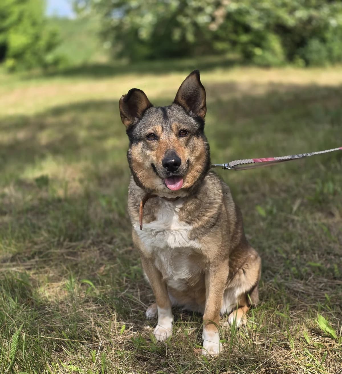 BELLA, female 5yo Mixed Breed for adoption at Schronisko Azyl Gorzów, Gorzów Wielkopolski
