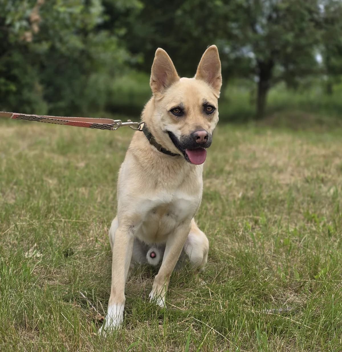 ZEFIR, male young Mixed Breed for adoption at Schronisko Azyl Gorzów, Gorzów Wielkopolski