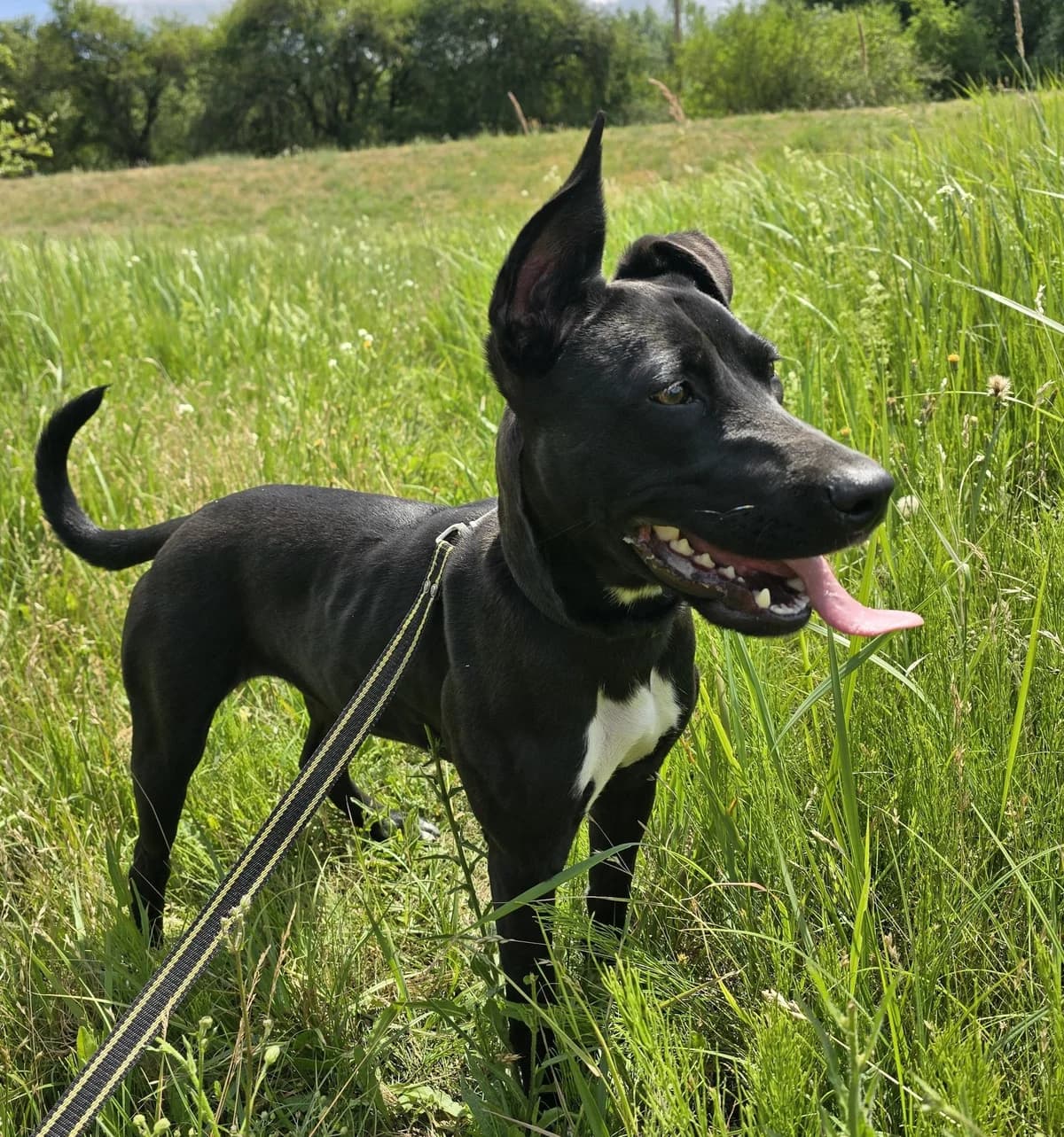 KIRA, female young Mixed Breed for adoption at Schronisko Azyl Gorzów, Gorzów Wielkopolski