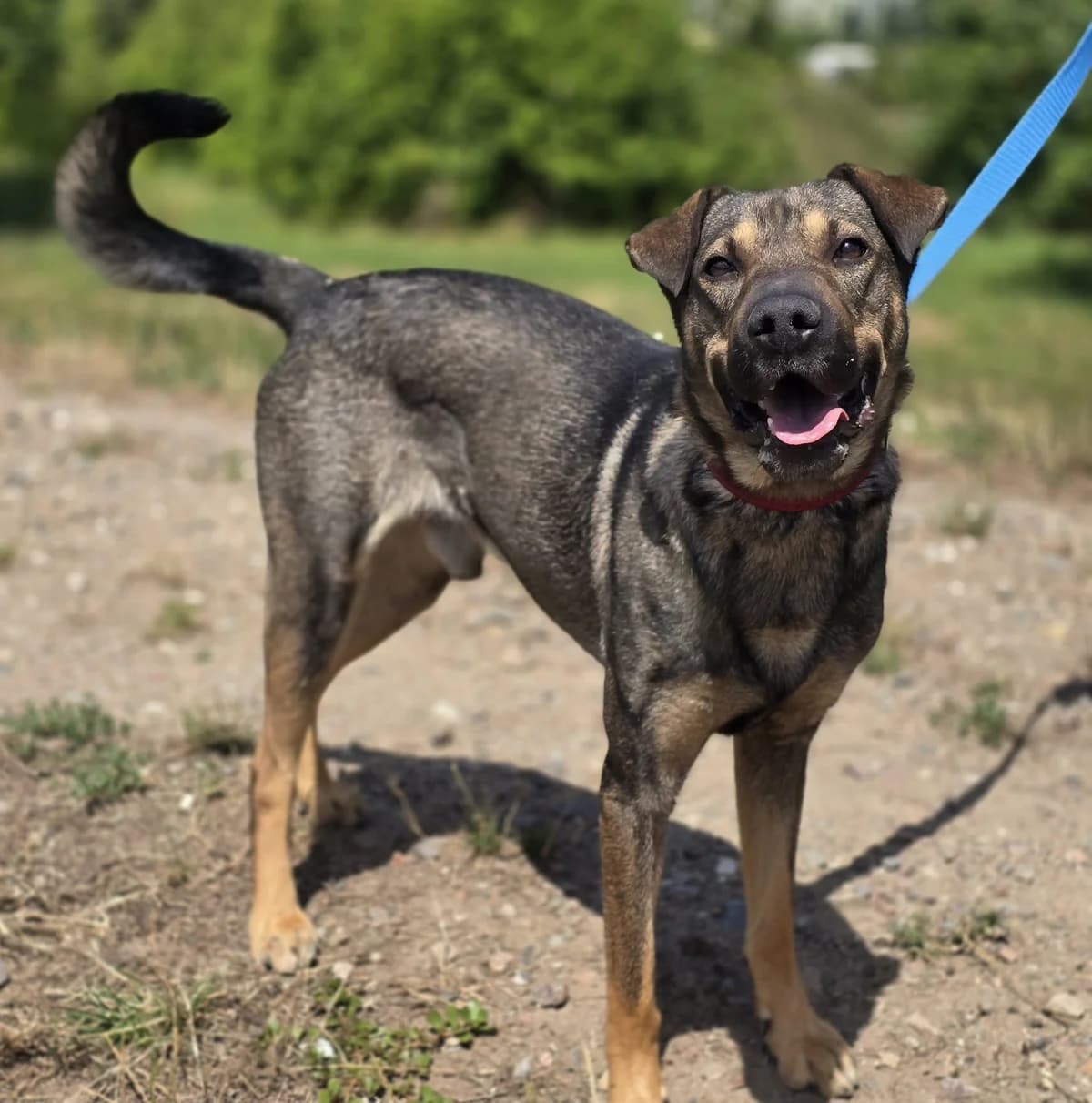 SET, male 3yo Mixed Breed for adoption at Schronisko Azyl Gorzów, Gorzów Wielkopolski
