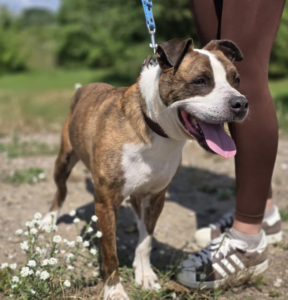 GARY, male 5yo American Staffordshire Terrier for adoption at Schronisko Azyl Gorzów, Gorzów Wielkopolski