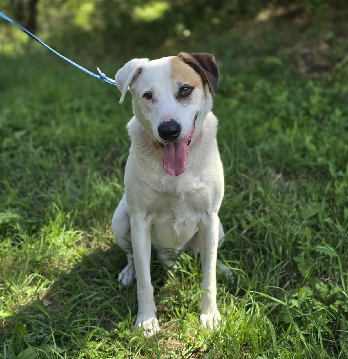 MAJLO, male senior Mixed Breed for adoption at Schronisko Azyl Gorzów, Gorzów Wielkopolski
