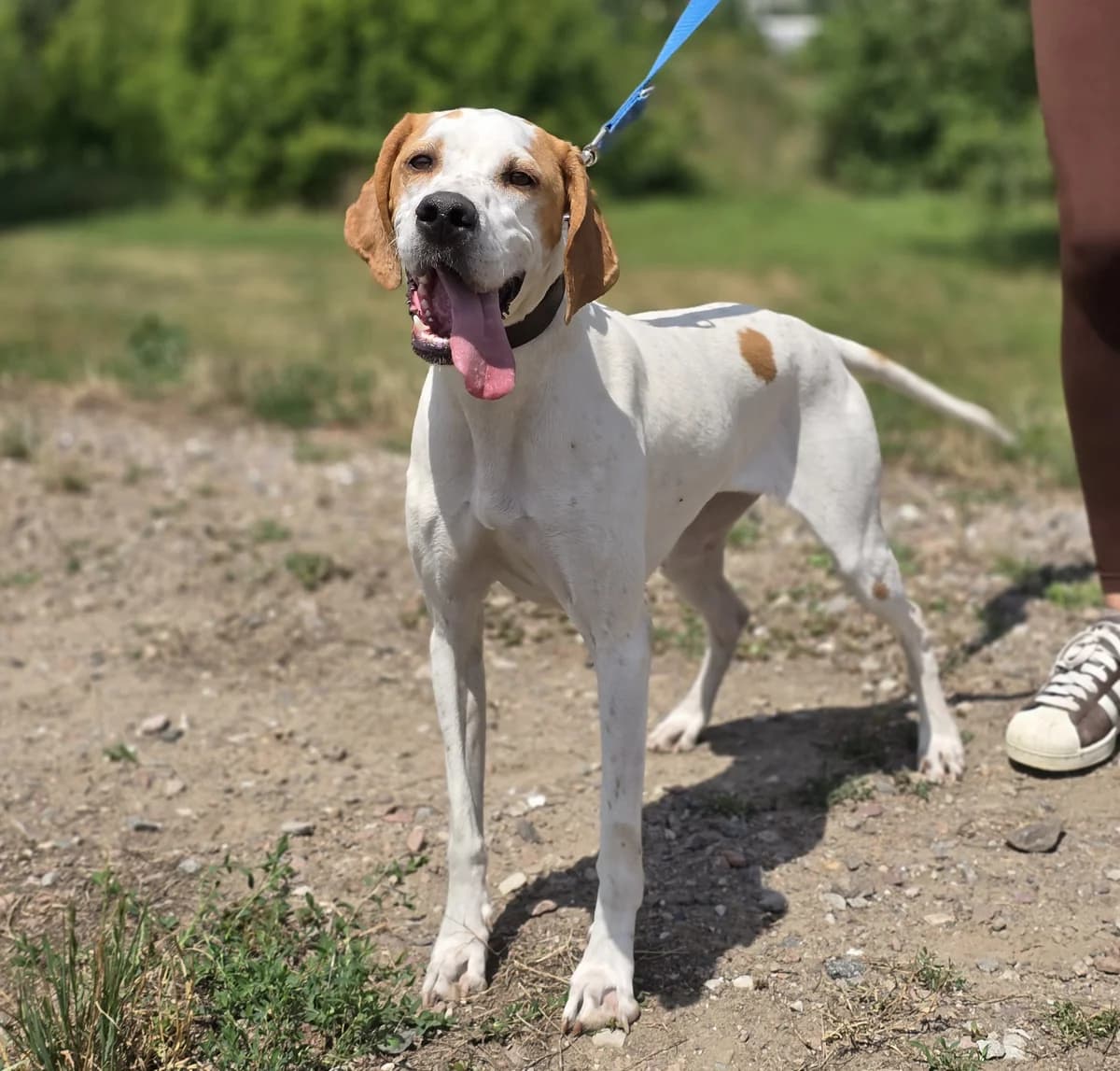 MILKA, female young Mixed Breed for adoption at Schronisko Azyl Gorzów, Gorzów Wielkopolski