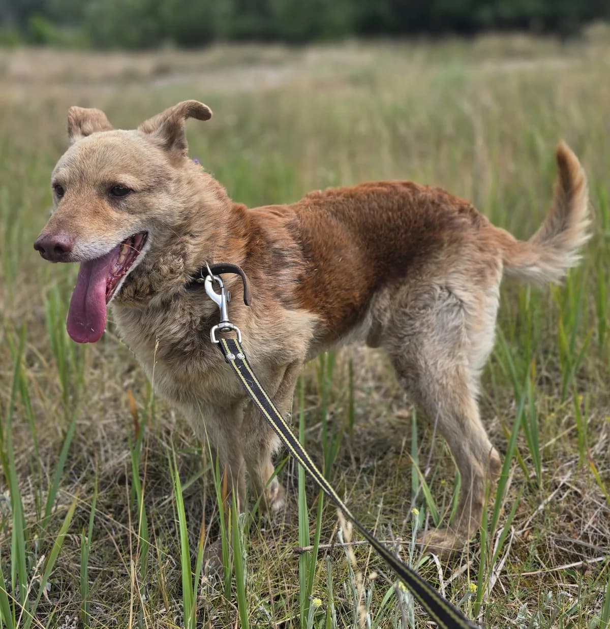 HAPPIŚ, male senior Mixed Breed for adoption at Schronisko Azyl Gorzów, Gorzów Wielkopolski