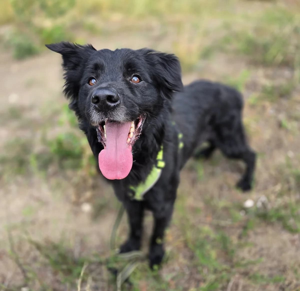 VINI, male 5yo Mixed Breed for adoption at Schronisko Azyl Gorzów, Gorzów Wielkopolski
