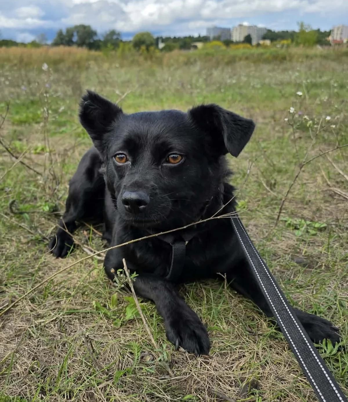 EDZIA, female 3yo Mixed Breed for adoption at Schronisko Azyl Gorzów, Gorzów Wielkopolski