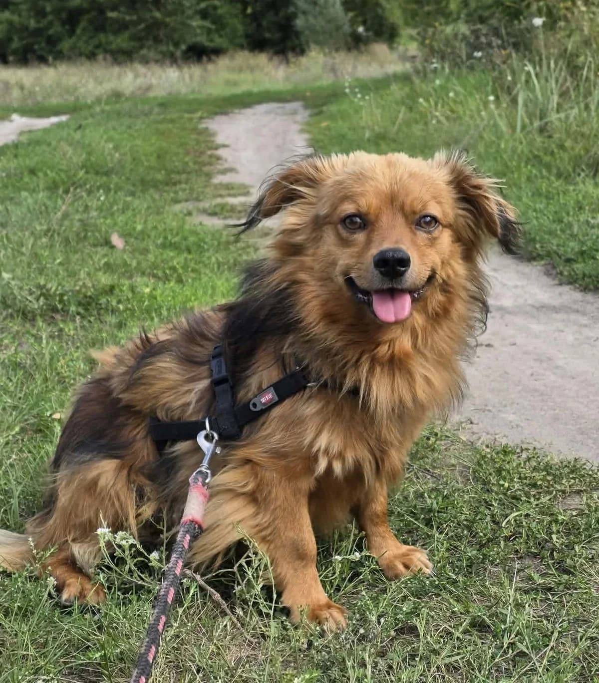 LEO, male 3yo Mixed Breed for adoption at Schronisko Azyl Gorzów, Gorzów Wielkopolski