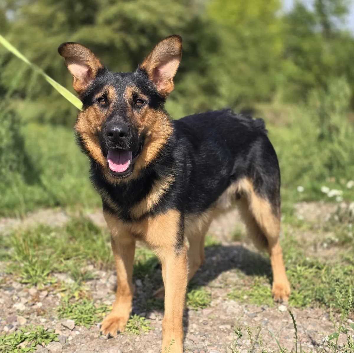 REMIK, male young mixed breed for adoption at Schronisko Azyl Gorzów, Gorzów Wielkopolski