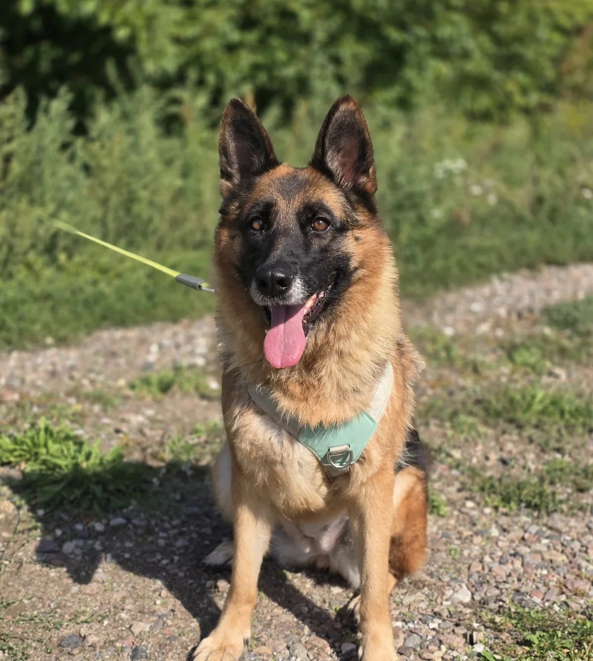 FIONA, female 5yo mixed breed for adoption at Schronisko Azyl Gorzów, Gorzów Wielkopolski